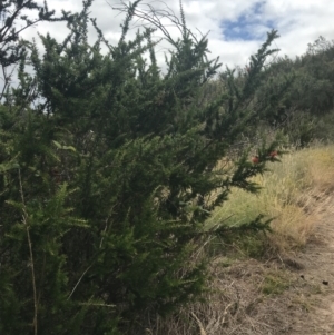 Grevillea juniperina subsp. fortis at Stromlo, ACT - 6 Jan 2023 10:52 AM