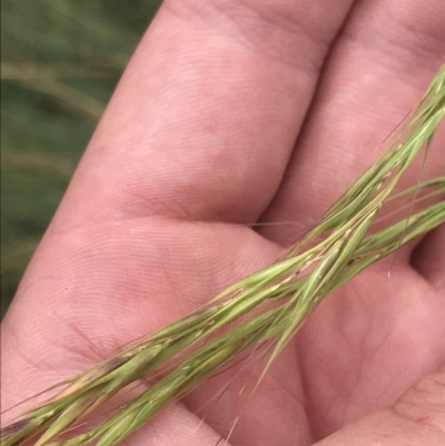 Anthosachne scabra (Common Wheat-grass) at Stromlo, ACT - 6 Jan 2023 by Tapirlord