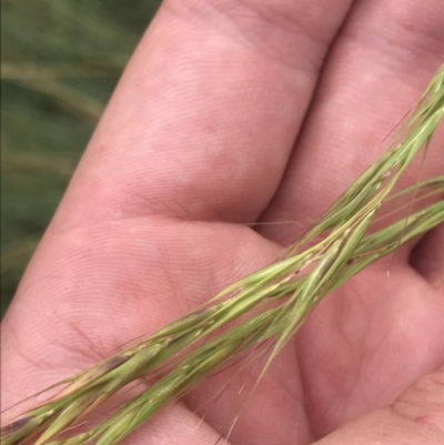 Anthosachne scabra (Common Wheat-grass) at Stromlo, ACT - 5 Jan 2023 by Tapirlord