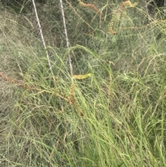 Anthosachne scabra at Stromlo, ACT - 6 Jan 2023