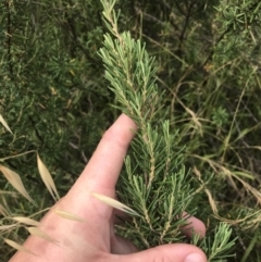 Bertya rosmarinifolia (Rosemary Bertya) at Lower Molonglo - 5 Jan 2023 by Tapirlord