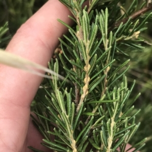 Bertya rosmarinifolia at Strathnairn, ACT - 6 Jan 2023