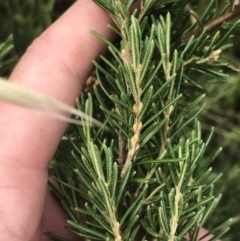 Bertya rosmarinifolia at Stromlo, ACT - 6 Jan 2023