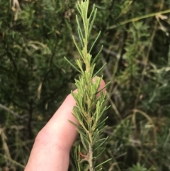 Bertya rosmarinifolia at Stromlo, ACT - 6 Jan 2023