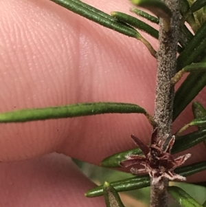 Bertya rosmarinifolia at Stromlo, ACT - 6 Jan 2023
