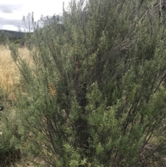 Bertya rosmarinifolia at Strathnairn, ACT - 6 Jan 2023 10:41 AM