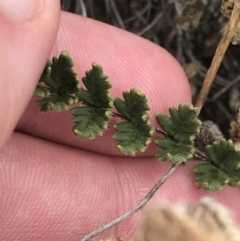 Cheilanthes distans (Bristly Cloak Fern) at Stromlo, ACT - 5 Jan 2023 by Tapirlord