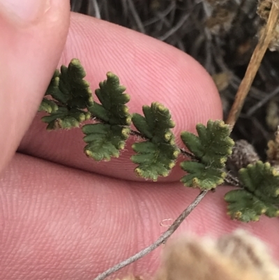Cheilanthes distans (Bristly Cloak Fern) at Stromlo, ACT - 6 Jan 2023 by Tapirlord