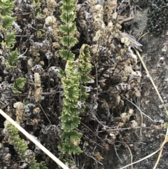 Cheilanthes distans at Stromlo, ACT - 6 Jan 2023 10:35 AM