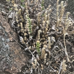 Cheilanthes distans at Stromlo, ACT - 6 Jan 2023 10:35 AM