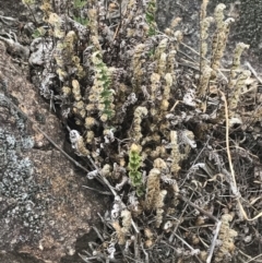 Cheilanthes distans at Stromlo, ACT - 6 Jan 2023