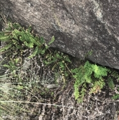 Cheilanthes distans at Stromlo, ACT - 6 Jan 2023