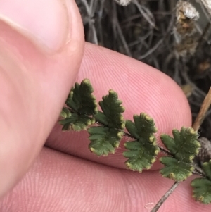 Cheilanthes distans at Stromlo, ACT - 6 Jan 2023 10:35 AM