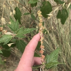 Adriana tomentosa var. tomentosa (Eastern Bitterbush) at Lower Molonglo - 5 Jan 2023 by Tapirlord