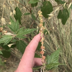 Adriana tomentosa var. tomentosa at Stromlo, ACT - 6 Jan 2023