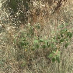 Adriana tomentosa var. tomentosa at Stromlo, ACT - 6 Jan 2023