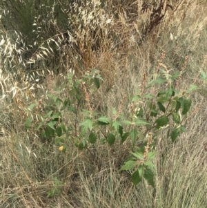 Adriana tomentosa var. tomentosa at Stromlo, ACT - 6 Jan 2023