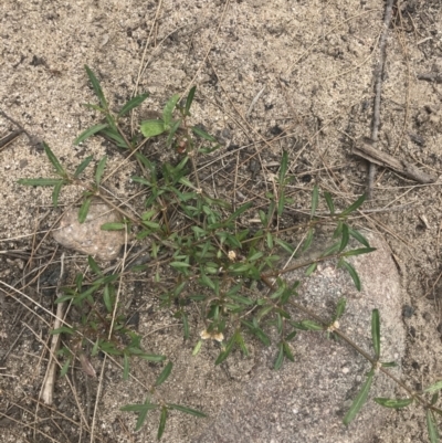 Alternanthera denticulata (Lesser Joyweed) at Lower Molonglo - 5 Jan 2023 by Tapirlord