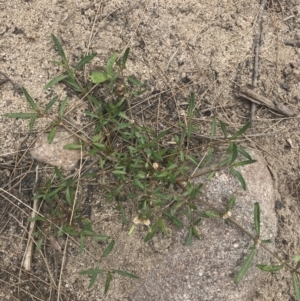 Alternanthera denticulata at Stromlo, ACT - 6 Jan 2023 10:28 AM