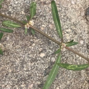 Alternanthera denticulata at Stromlo, ACT - 6 Jan 2023 10:28 AM