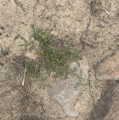 Alternanthera denticulata at Stromlo, ACT - 6 Jan 2023 10:28 AM