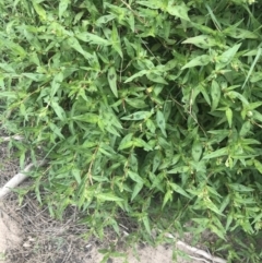 Persicaria prostrata at Stromlo, ACT - 6 Jan 2023