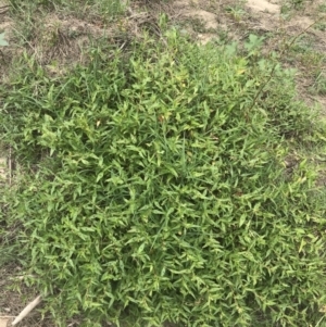 Persicaria prostrata at Stromlo, ACT - 6 Jan 2023