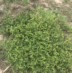 Persicaria prostrata at Stromlo, ACT - 6 Jan 2023