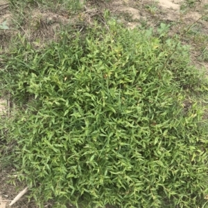 Persicaria prostrata at Stromlo, ACT - 6 Jan 2023