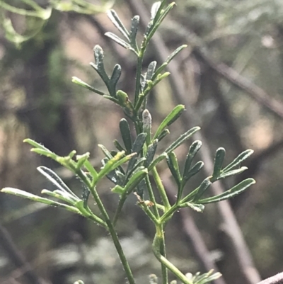 Clematis leptophylla (Small-leaf Clematis, Old Man's Beard) at Stromlo, ACT - 6 Jan 2023 by Tapirlord