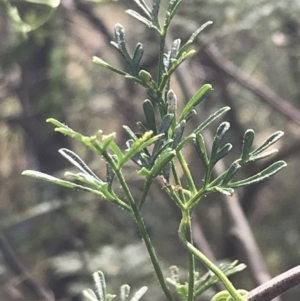 Clematis leptophylla at Stromlo, ACT - 6 Jan 2023