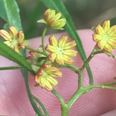 Dodonaea viscosa subsp. spatulata (Broad-leaved Hop Bush) at Lower Molonglo - 5 Jan 2023 by Tapirlord