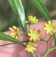 Dodonaea viscosa subsp. spatulata at Stromlo, ACT - 6 Jan 2023