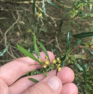 Dodonaea viscosa subsp. spatulata at Stromlo, ACT - 6 Jan 2023