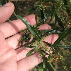 Dodonaea viscosa subsp. spatulata at Stromlo, ACT - 6 Jan 2023