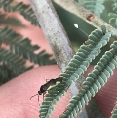 Miridae (family) (Unidentified plant bug) at Stromlo, ACT - 6 Jan 2023 by Tapirlord