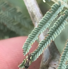 Miridae (family) at Stromlo, ACT - 6 Jan 2023 10:13 AM