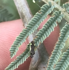 Miridae (family) at Stromlo, ACT - 6 Jan 2023