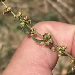 Rumex conglomeratus (Clustered Dock) at Lower Molonglo - 5 Jan 2023 by Tapirlord