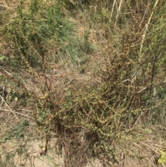 Rumex conglomeratus at Stromlo, ACT - 6 Jan 2023 10:06 AM