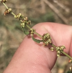 Rumex conglomeratus at Stromlo, ACT - 6 Jan 2023 10:06 AM