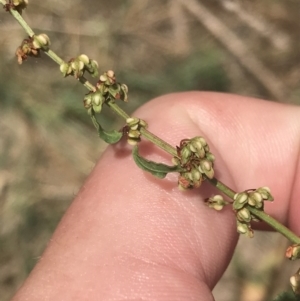 Rumex conglomeratus at Stromlo, ACT - 6 Jan 2023