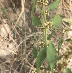 Rumex conglomeratus at Stromlo, ACT - 6 Jan 2023