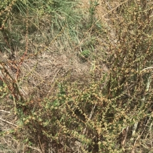 Rumex conglomeratus at Stromlo, ACT - 6 Jan 2023