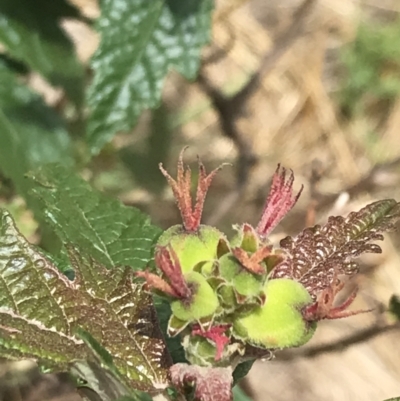 Adriana tomentosa var. tomentosa (Eastern Bitterbush) at Lower Molonglo - 5 Jan 2023 by Tapirlord