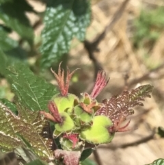 Adriana tomentosa var. tomentosa at Stromlo, ACT - 6 Jan 2023