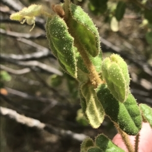 Correa reflexa var. reflexa at Stromlo, ACT - 6 Jan 2023 10:02 AM