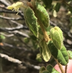 Correa reflexa var. reflexa at Stromlo, ACT - 6 Jan 2023