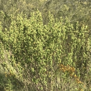 Correa reflexa var. reflexa at Stromlo, ACT - 6 Jan 2023 10:02 AM