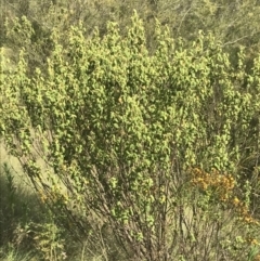 Correa reflexa var. reflexa at Stromlo, ACT - 6 Jan 2023